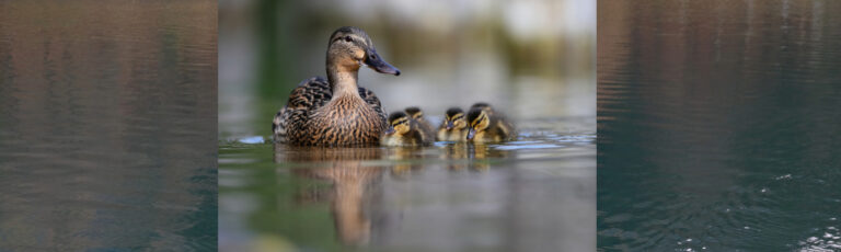 Ducks on pond